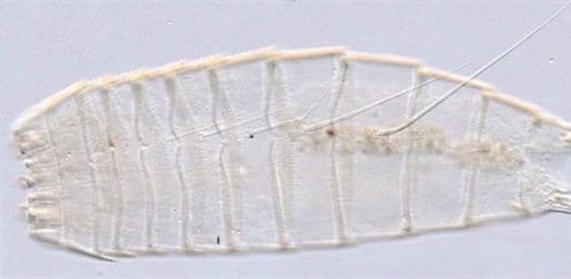 Nueva especie de dragón del fango