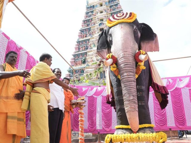 Elefantes en India