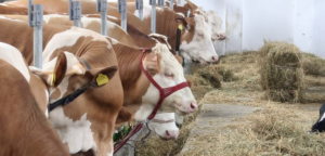 Cómo Afecta la Alimentación del Ganado a la Calidad de los Productos Lácteos y Cárnicos