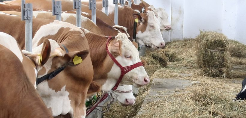 Cómo Afecta la Alimentación del Ganado a la Calidad de los Productos Lácteos y Cárnicos