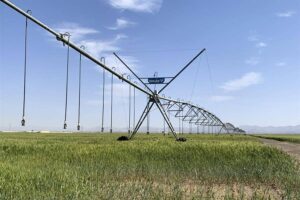 Agricultura ecológica transforma un desierto emiratí