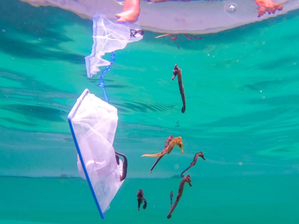 Autoridades venezolanas liberan 100 caballitos de mar en Nueva Esparta