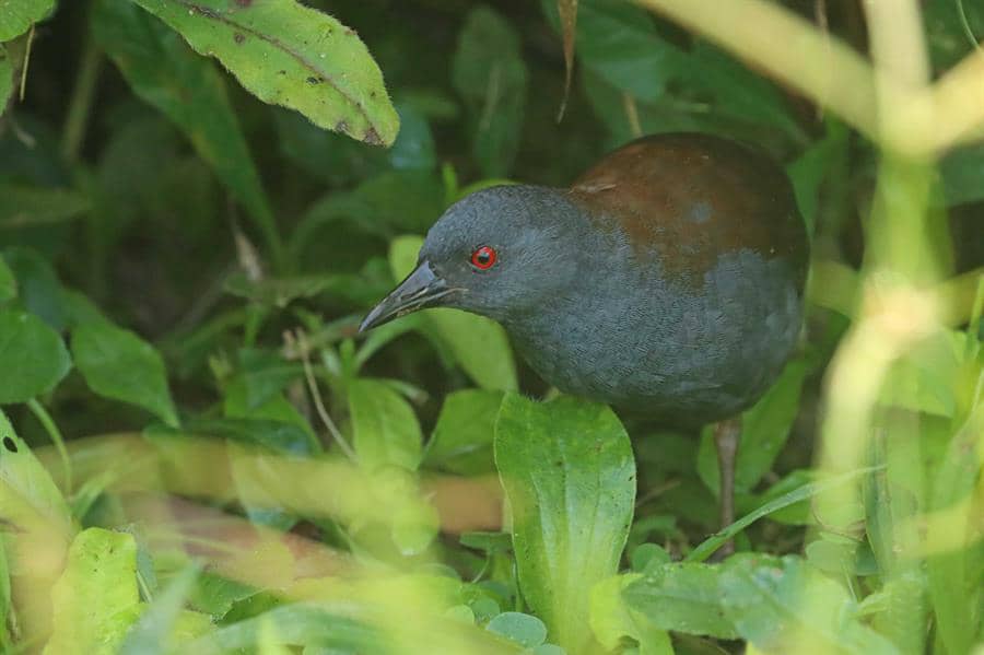 Hallan a un ave en las Galápagos que se creía extinta hace dos siglos