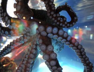 Pulpo