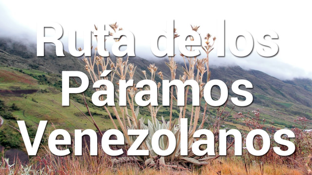 Qué Especies Endémicas se Encuentran en los Páramos Venezolanos
