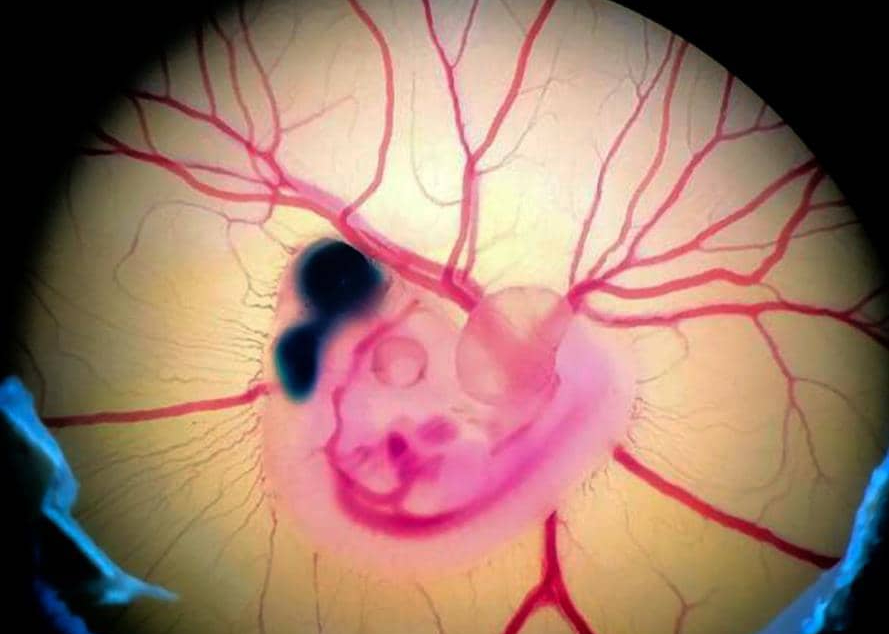 Revelan que el cerebro de las aves es diferente al de los mamíferos