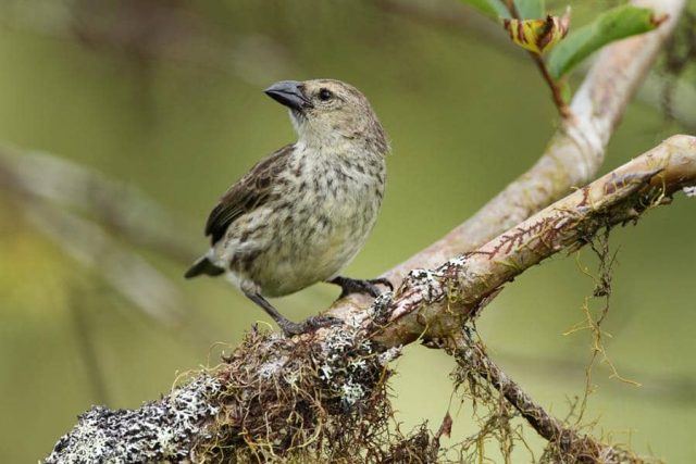 El Sumario - Estudio sugiere nueva especie de pinzón de Darwin Pinzón de Darwin