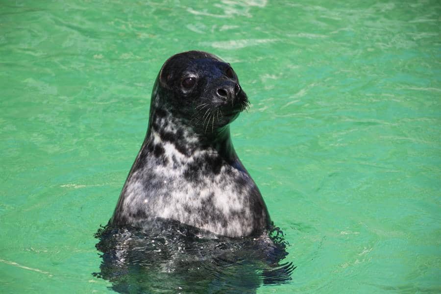 Descubren que las focas sabes cuánto oxigeno circula por su sangre para poder bucear