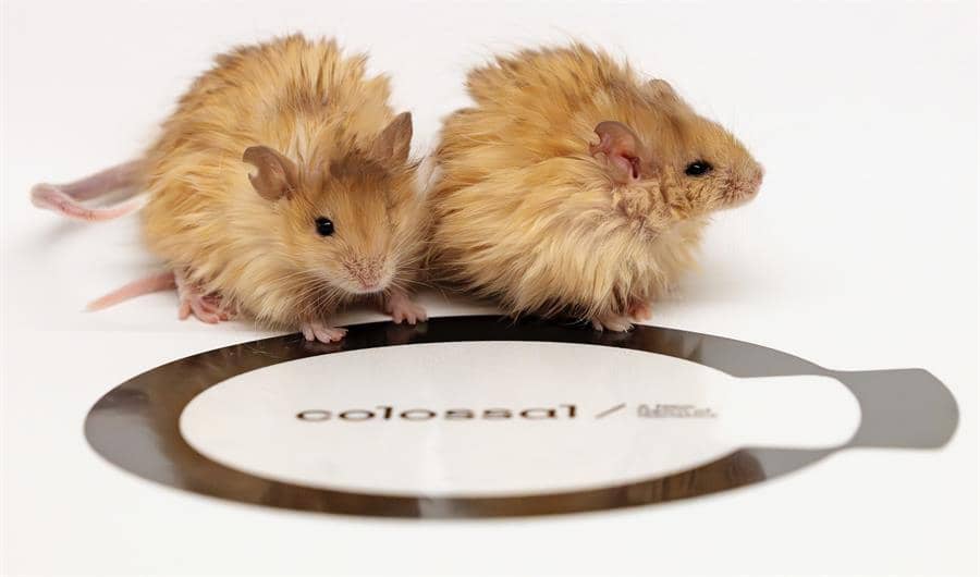 Investigadores genéticos crearon un ratón con pelo de mamut
