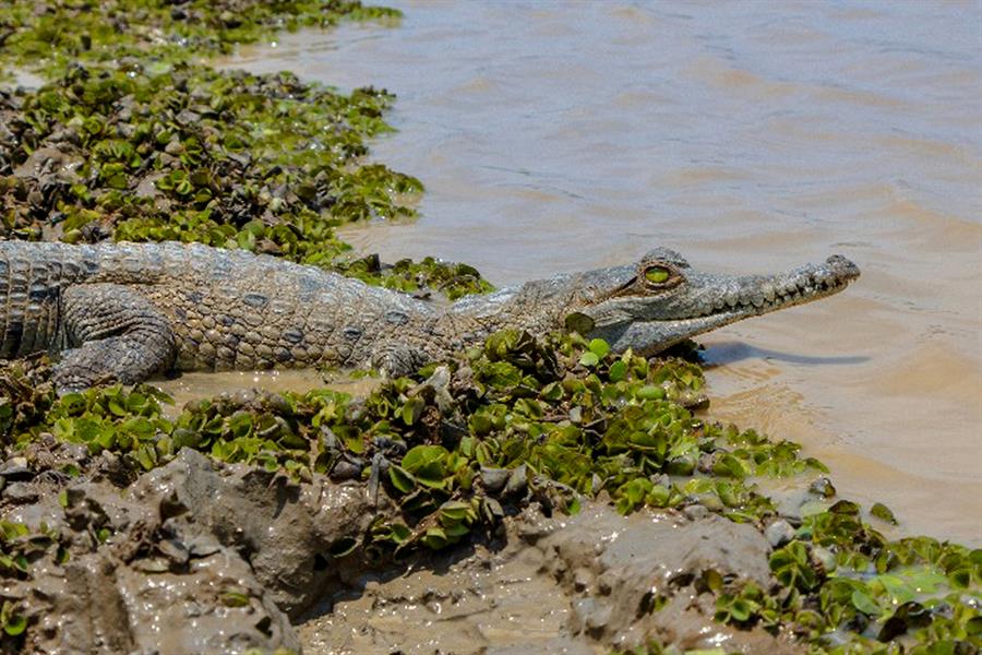 Liberaron a 40 caimanes llaneros en reserva natural de Colombia