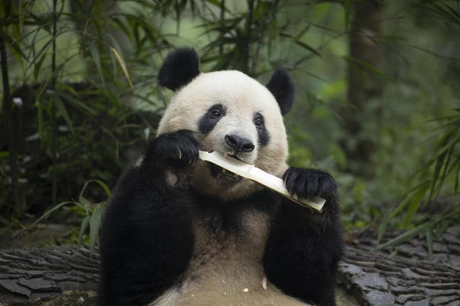 Revelan cómo el bambú contribuye con el vegetarianismo de los pandas