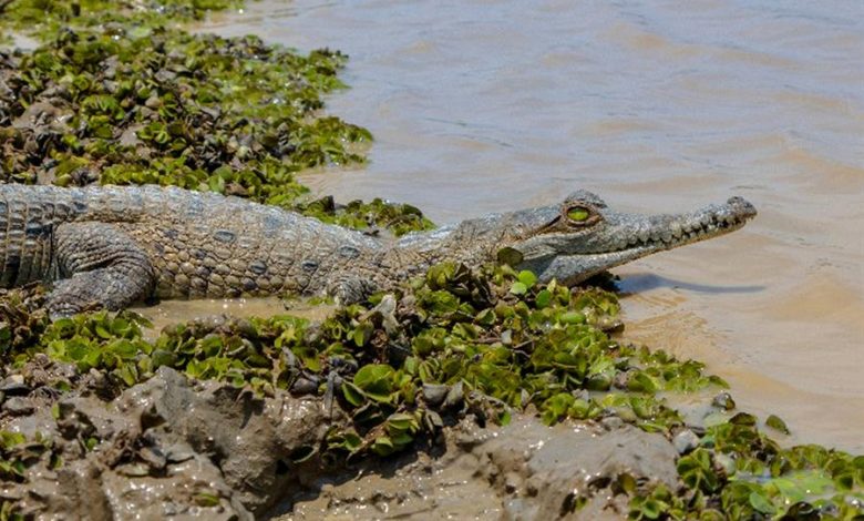 caimanes llaneros