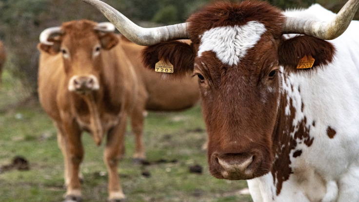 Luis Alejandro Sampayo Cabada | ¿Cuáles Son los Tipos de Alimentación que Tienen las Vacas?