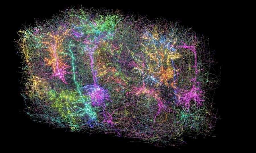 Crean el mapa más grande y detallado del cerebro de un mamífero