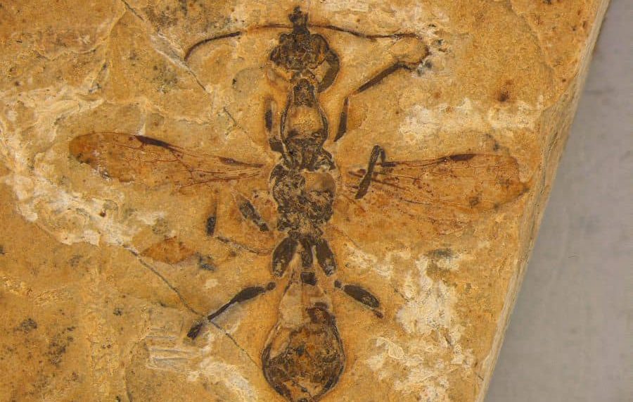 Descubren en Brasil el fósil de hormiga más antiguo