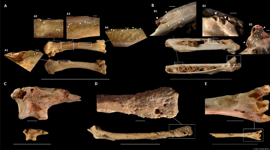 Hallan restos fósiles de un ave extinta hace 24.000 años