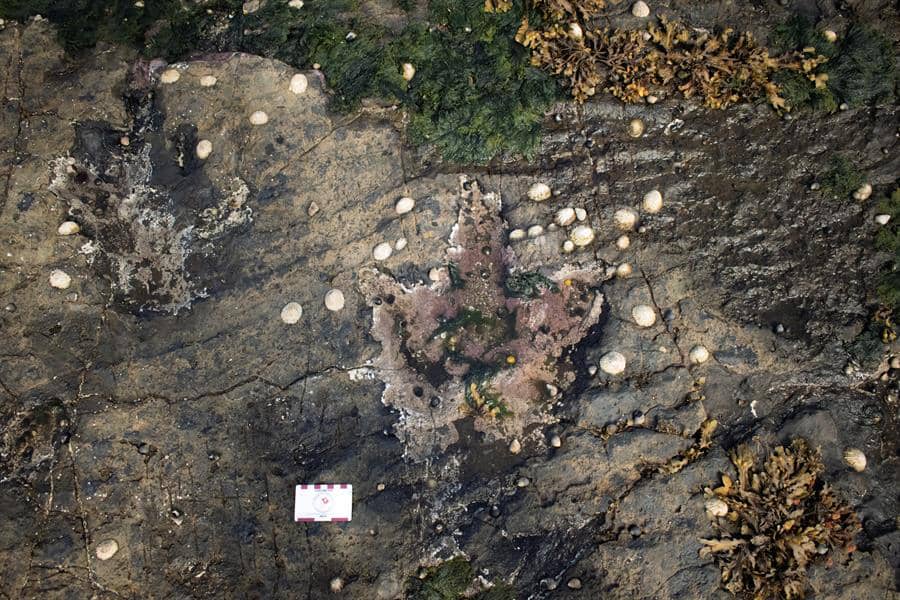 Huellas revelan que antecesores del T.Rex convivían con herbívoros
