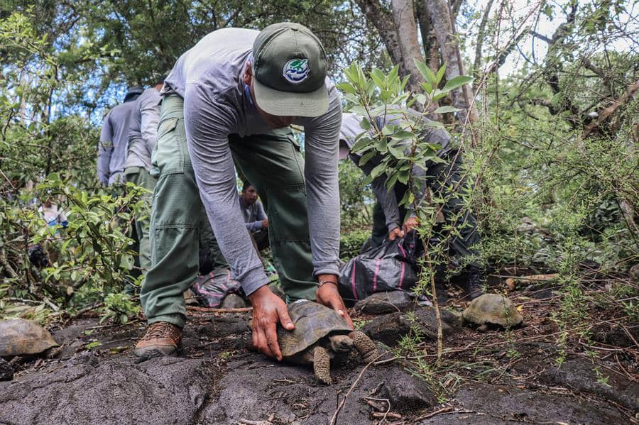 Liberaron en su hábitat natural a 170 tortugas gigantes de Galápagos