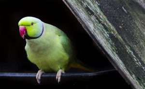 Vinculan el color de las plumas de las aves con su hábitat