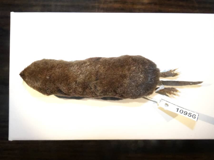 Descubren una nueva especie de musaraña en Ecuador