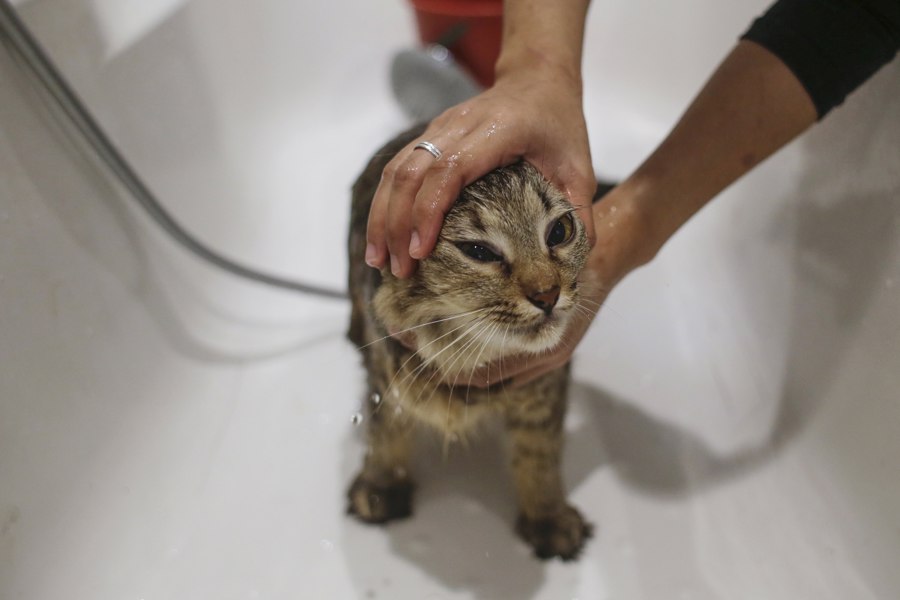 Los gatos son capaces de distinguir a su dueño usando solo el olfato