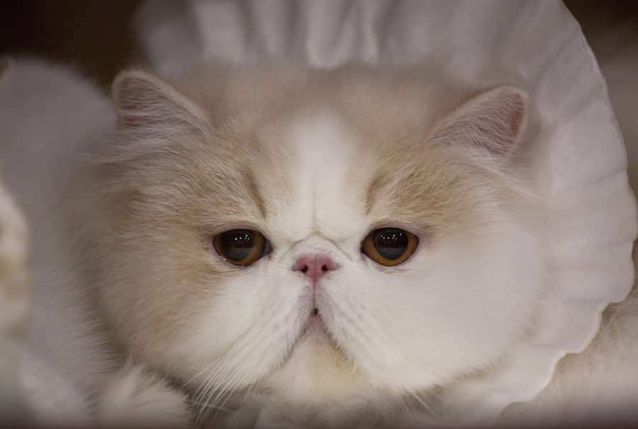 ¿Qué tienen en común los perros carlinos y los gatos persas?