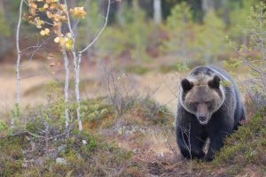 El oso pardo «se mueve» en función de las especies de las que se alimenta – El Sumario