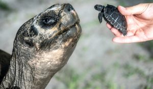 Tortuga gigante, 'Goliat', se convierte en padre a los 134 años