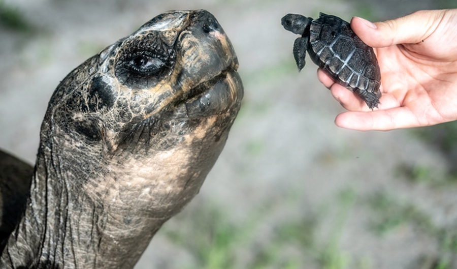 Tortuga gigante, 'Goliat', se convierte en padre a los 134 años