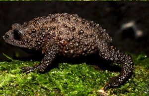 Descubren nuevo tipo de sapo en Ecuador