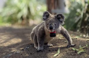 Revelan que los koalas solo pasan 10 minutos al día en el suelo