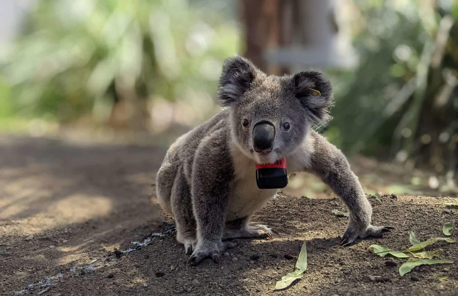 Revelan que los koalas solo pasan 10 minutos al día en el suelo