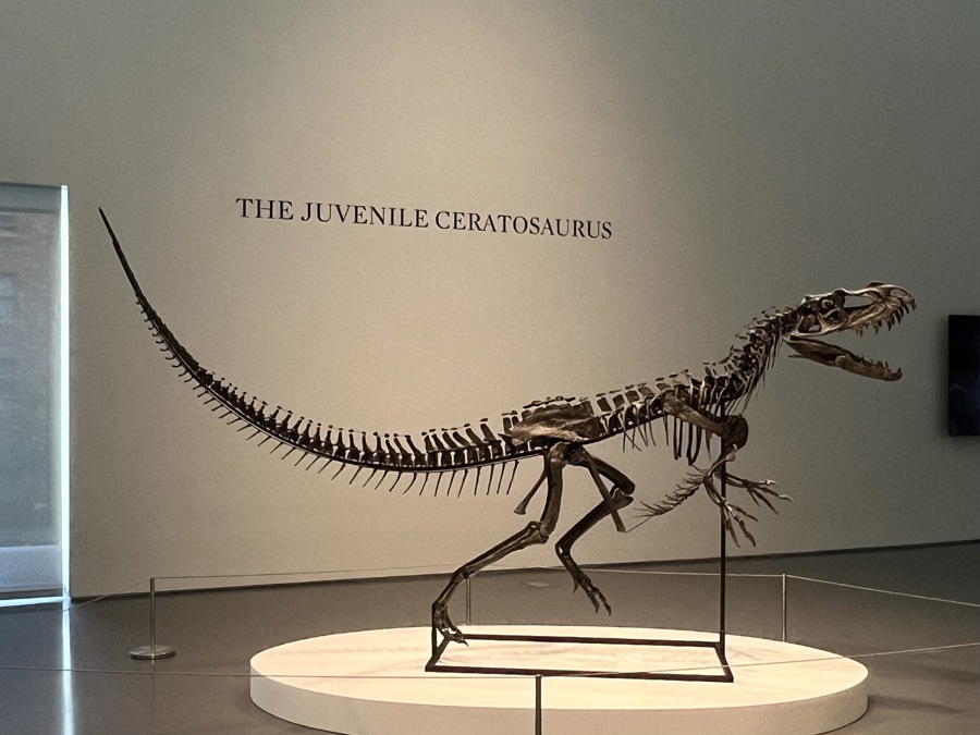 Sotheby's presenta nueva subasta: un ´dinosaurio bebé´