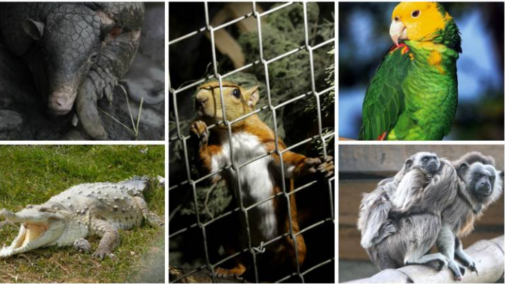 Una Batalla Crucial: La Caza Furtiva y el Tráfico de Fauna Silvestre por Hjalmar Jesus Gibelli Gómez
