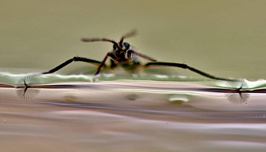 Sistema de insectos sirve de inspiración para crear robot acuático