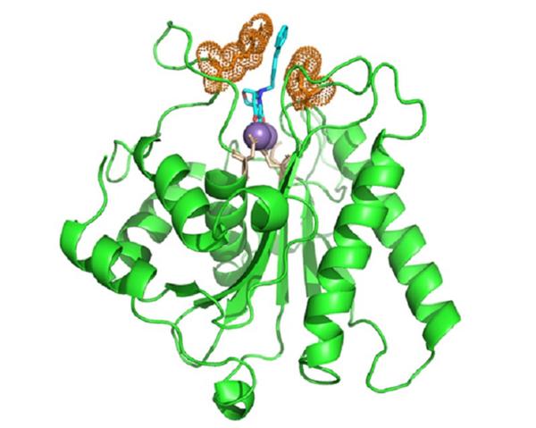 Nuevo antiviral contra el herpes doblega resistencia a los tratamientos