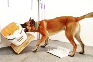 Revelan que los perros muestran comportamientos similares a la adicción