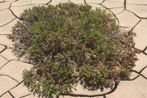 Descubren que las plantas rompen su epidermis para sobrevivir