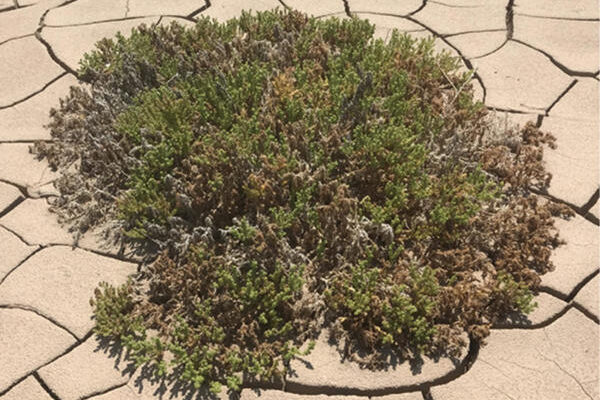 Descubren que las plantas rompen su epidermis para sobrevivir