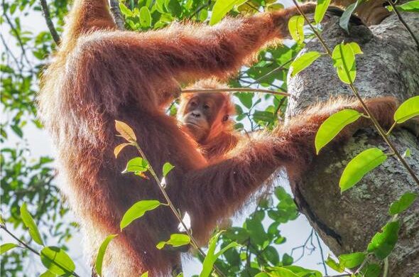 Los orangutanes poseen una 'enciclopedia cultural' para saber comer