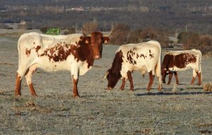 Luis Alejandro Sampayo Cabada | La Paradoja del Ganado "Natural": Por Qué las Vacas de Pastoreo Necesitan un Blindaje Inmunológico