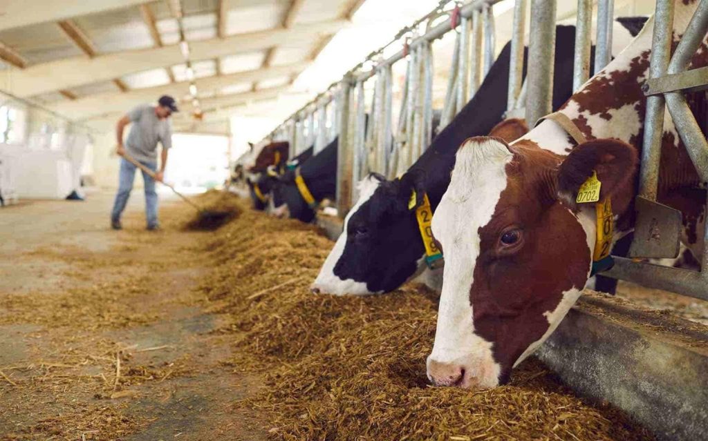 Luis Alejandro Sampayo Cabada | Más allá de tener vacas