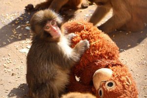 PETA pide trasladar al mono japonés viral 'Punch' a un santuario