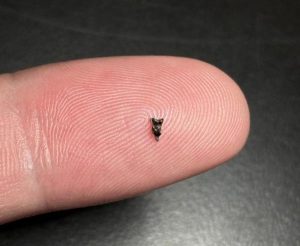 Minúsculos fósiles revelan pistas sobre el pariente más antiguo de los primates