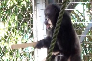 Un chimpancé hace percusión acompañado de sonidos similares a expresiones vocales