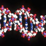 ADN antiguo indica que selección natural se aceleró en evolución humana reciente