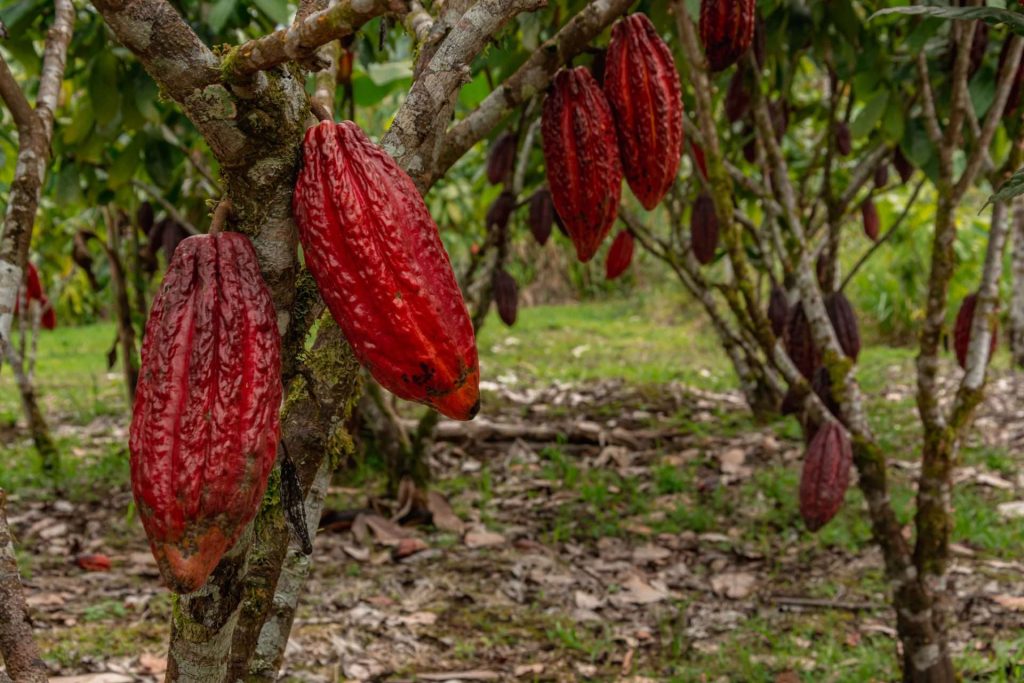 Aplican en el país método de la FAO para reducir el cadmio en el cacao