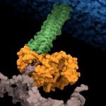 Hallan el punto débil de una de las 15 bacterias más peligrosas