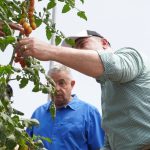 La Capsula Informativa: Exportaciones de tomate cherry hacia EE.UU.