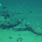 Hallan el mayor cementerio de ballenas con restos de 3,5 millones de años